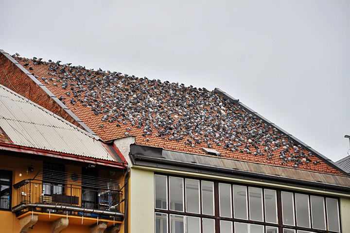 A2B Pest Control are able to install spikes to deter birds from roofs in Earlsfield. 