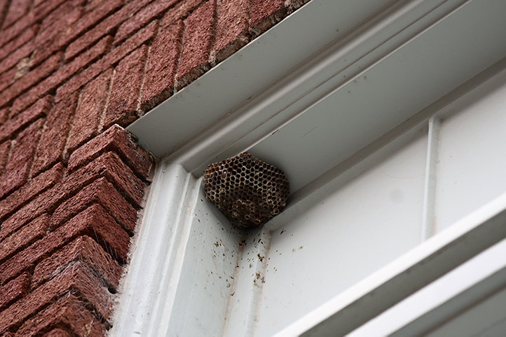 We provide a wasp nest removal service for domestic and commercial properties in Earlsfield.